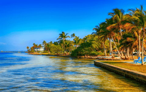 Sunny beach with palm trees.
