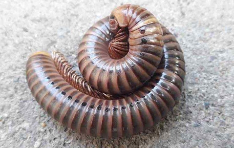 Millipede