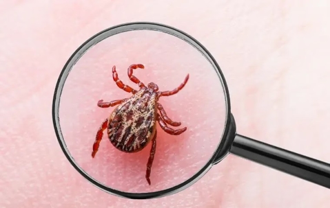 Tick crawling on someone's skin.