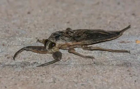 Giant Water Bug