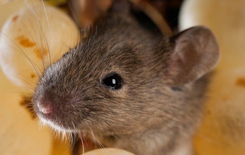Mouse eating food in Fort Lauderdale.