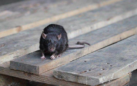 Rat on a wooden pallet in Fort Lauderdale.