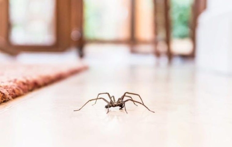 Spider inside a house