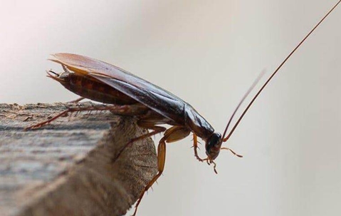 Cockroach on wood in Port St. Lucie.