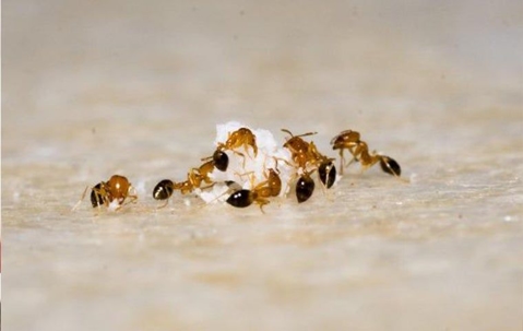 Ants eating scrape food