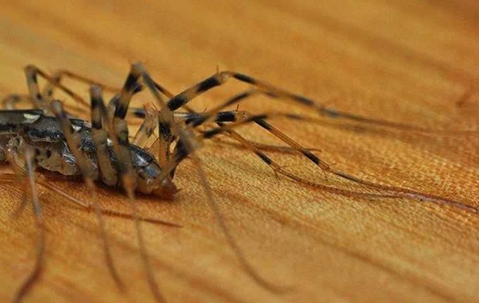 Centipede control West Palm Beach