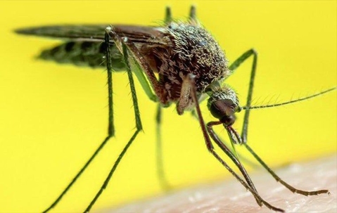 mosquito on skin in south Florida