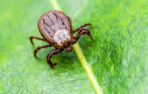 Tick on a green leaf.