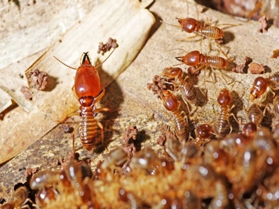Soldier termites crawling on the ground.