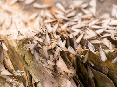 Winged termites on the ground.