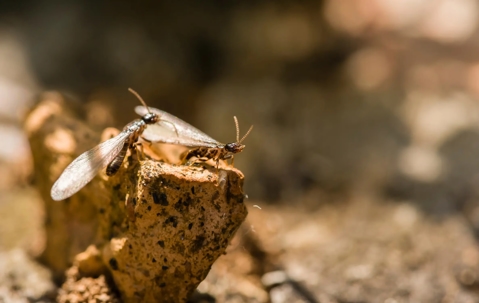 Winged termites on a rock.