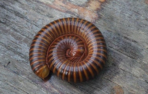 Millipede