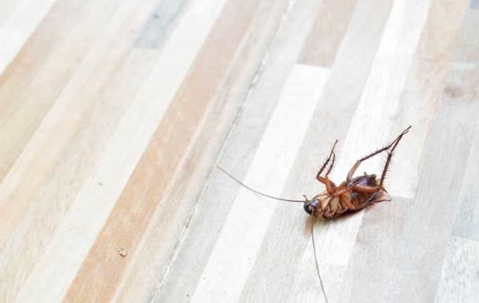 upside down cockroach