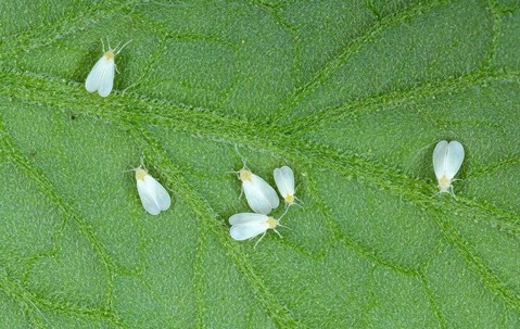 white flies on leaf in south florida