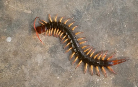 Giant Centipede on cement floor.