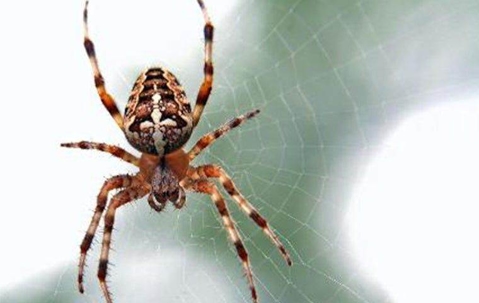 spider on a web