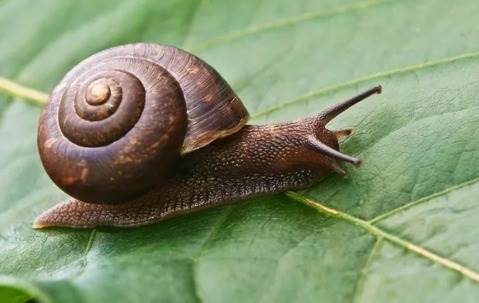 snail on a leaf