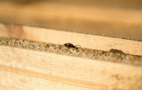 Termite Control in Port St. Lucie.