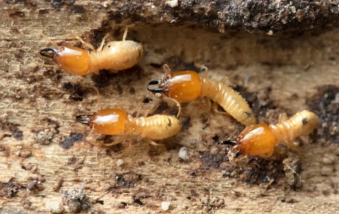 termites in Port St. Lucie