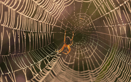 Spider Control in Fort Lauderdale, FL