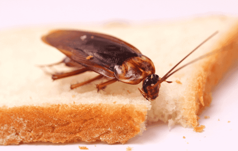 cockroach on a sandwich
