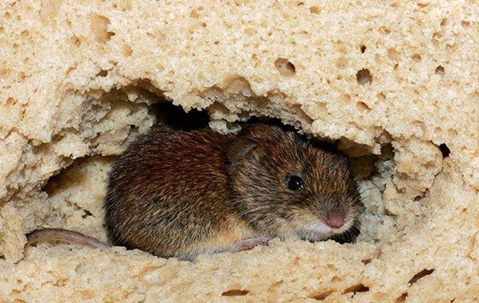 Rodent Control in West Palm Beach.