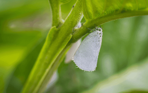 Whiteflies on plants in Margate