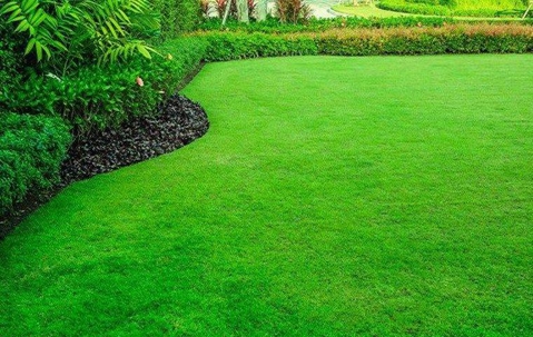Groomed lawn in Fort Lauderdale.