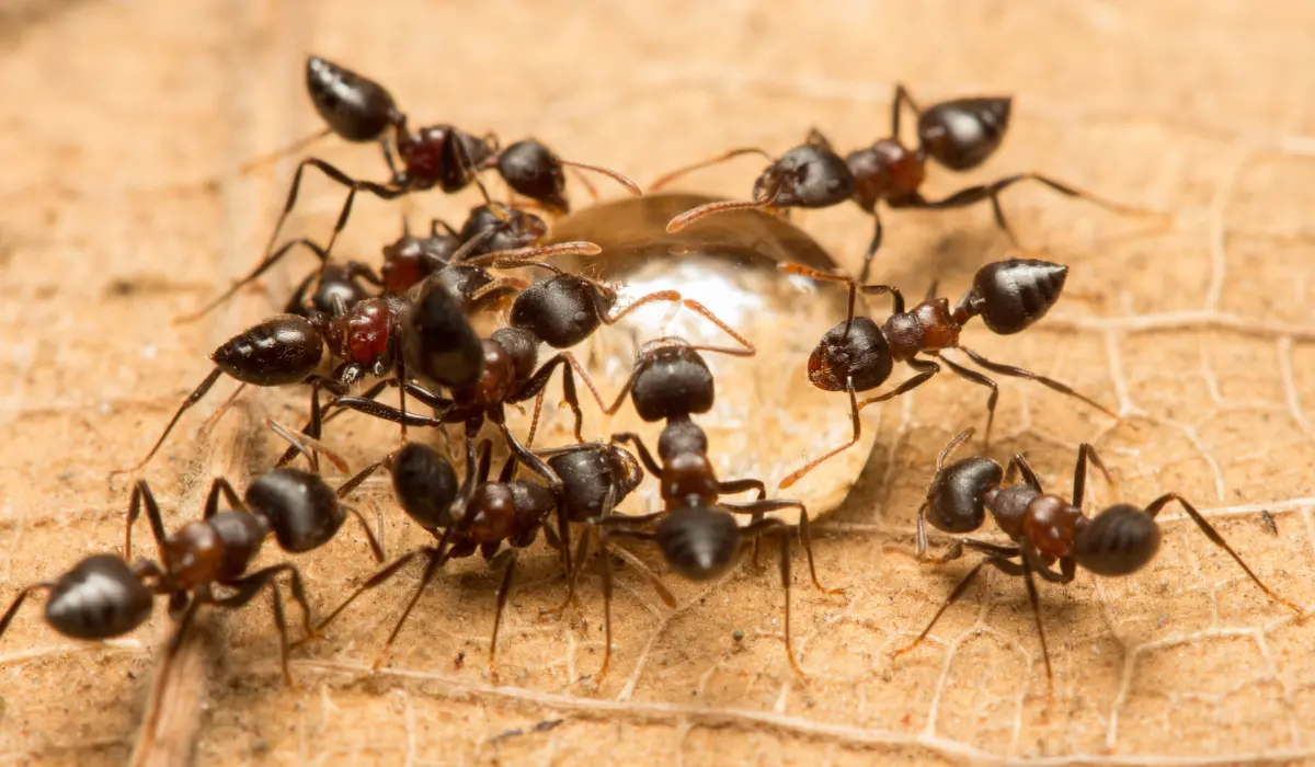 acrobat ants
