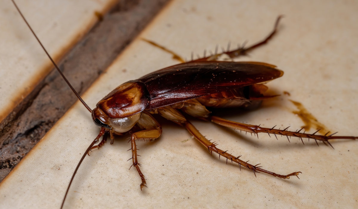 american cockroach