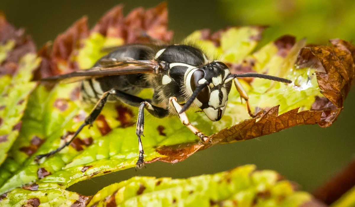bald-faced hornet