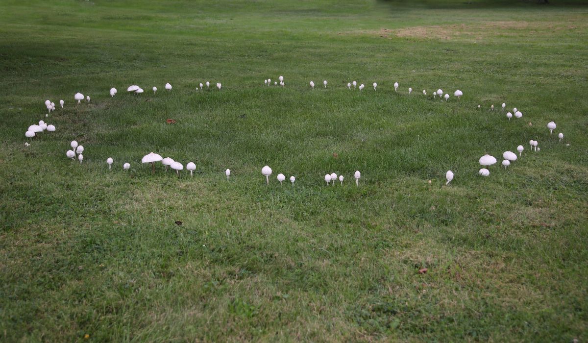 How to Deal With Fairy Ring Disease in South Florida