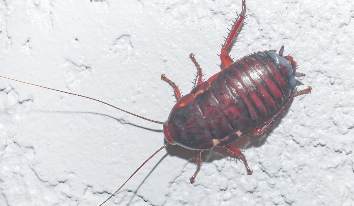 florida woods cockroach