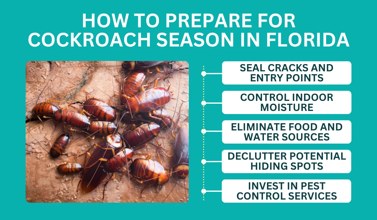 cockroach season preparation