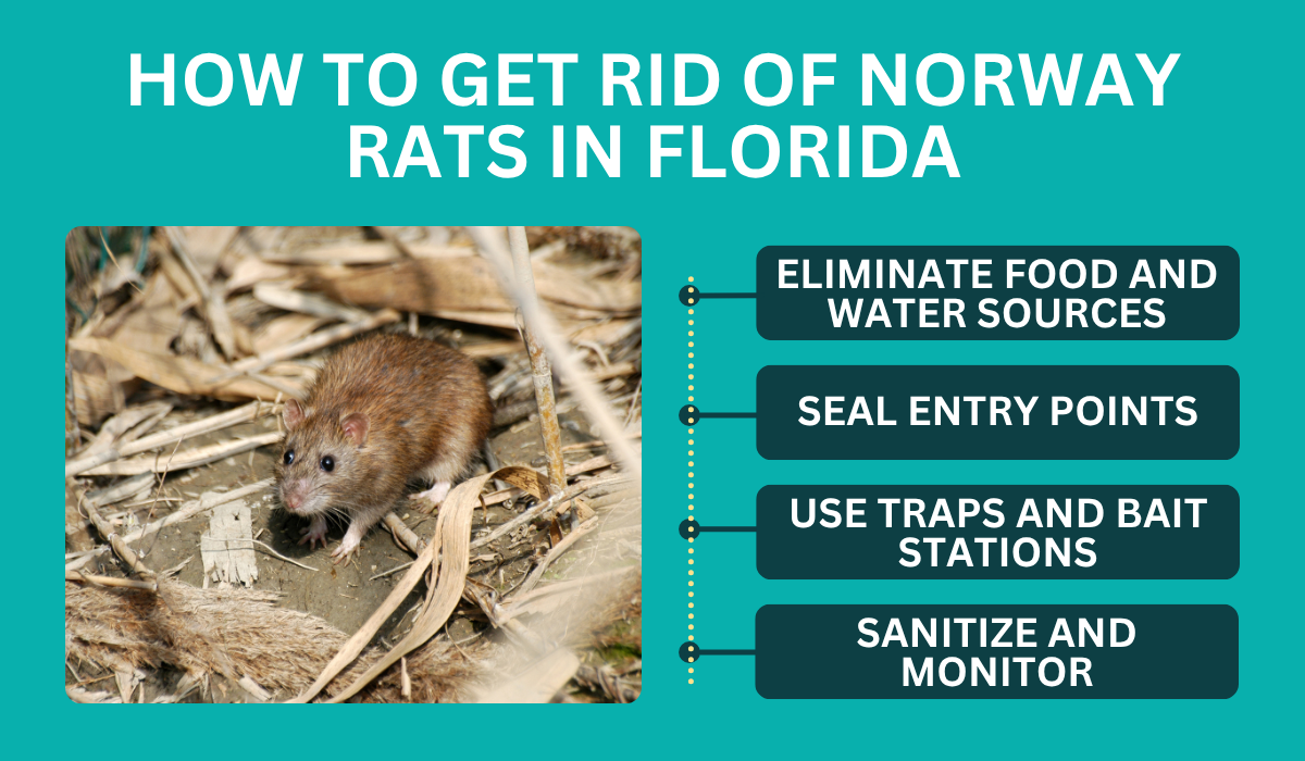 how to get rid of norway rat