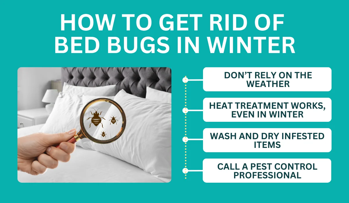 how to get rid of bed bug in winter