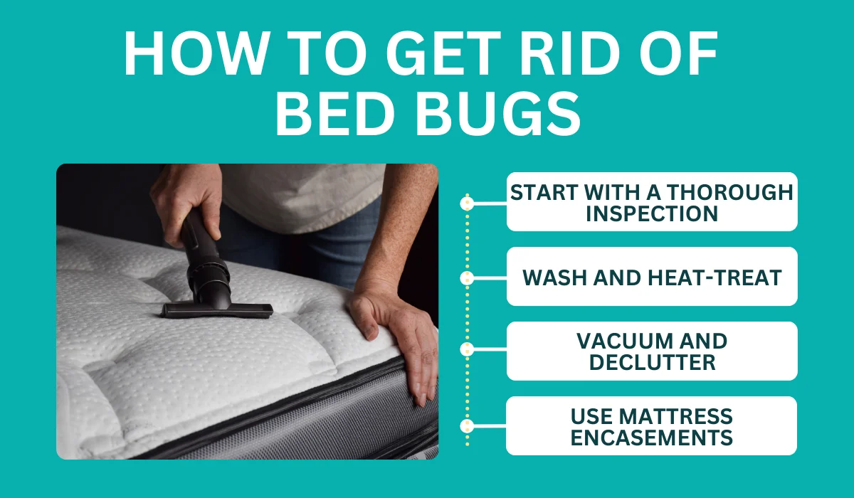 how to get rid of bed bug