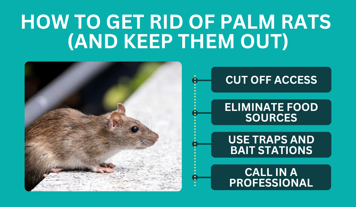 get rid of palm rats