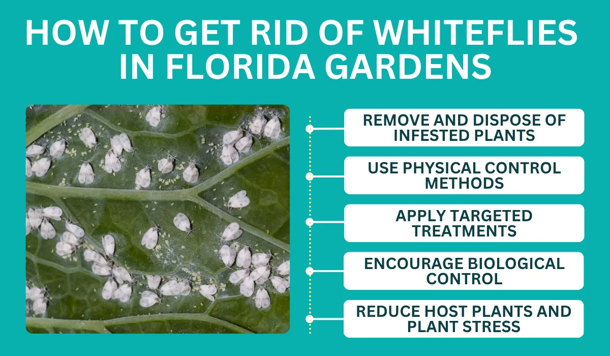 how to get rid of whiteflies