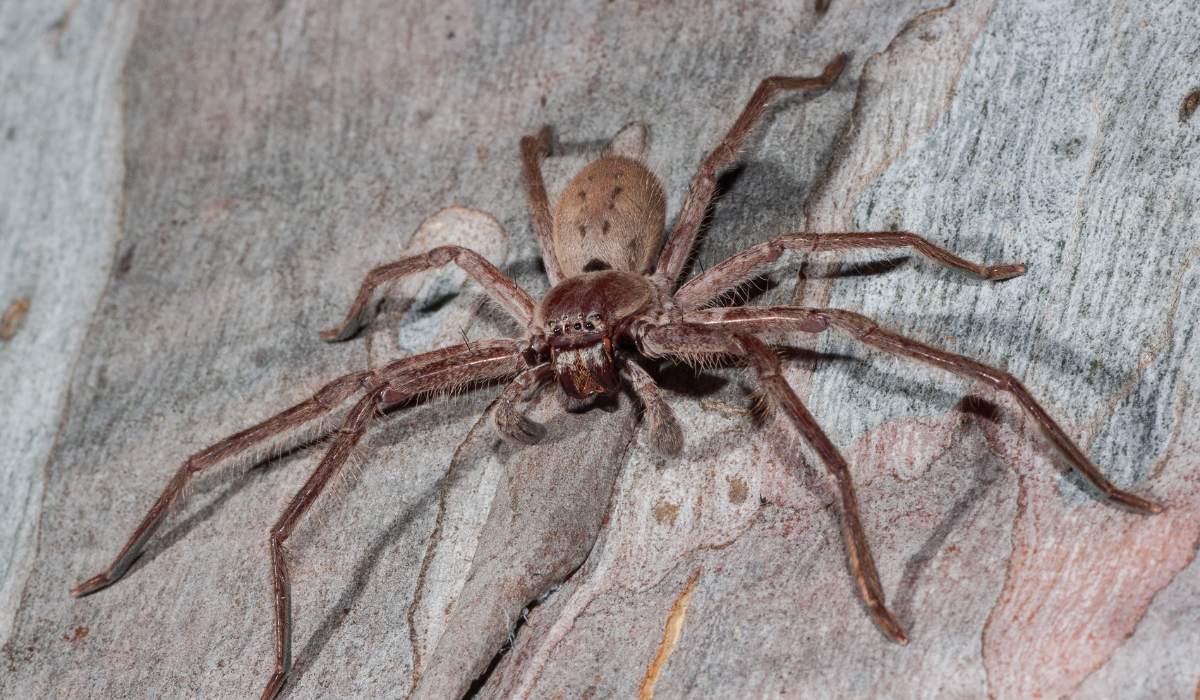 Huntsman Spiders in Florida: Facts, Identification, \u0026 Prevention | Native  Pest Management, image size:1200x700