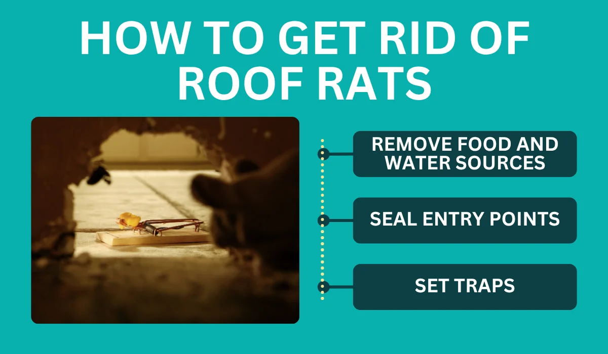 How to get rid of roof rats