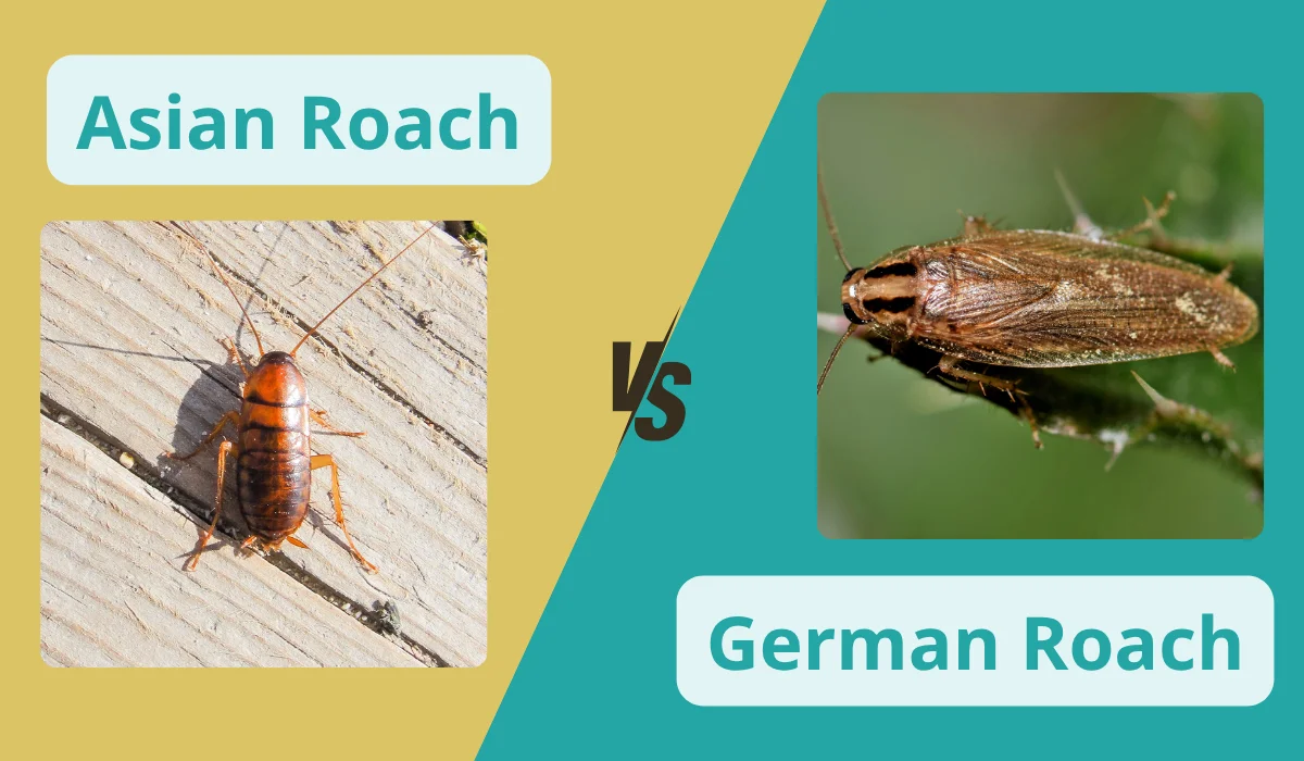 german vs asian roach