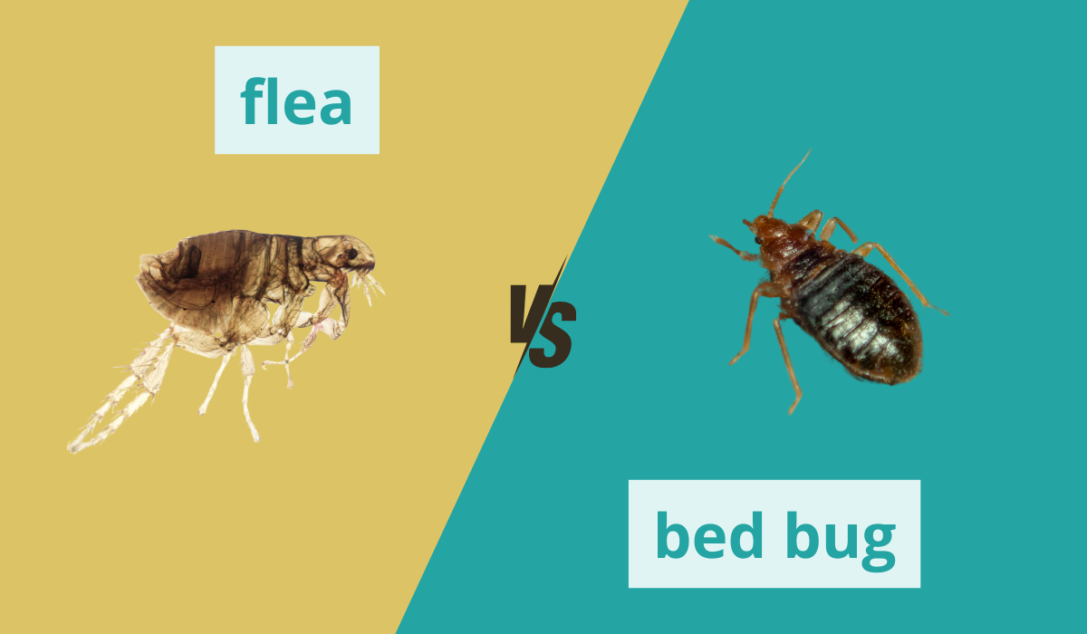 flea vs bed bug side by side comparison