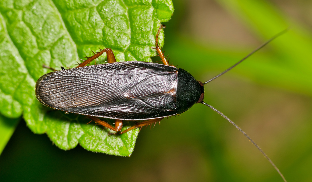 smokybrown cockroach