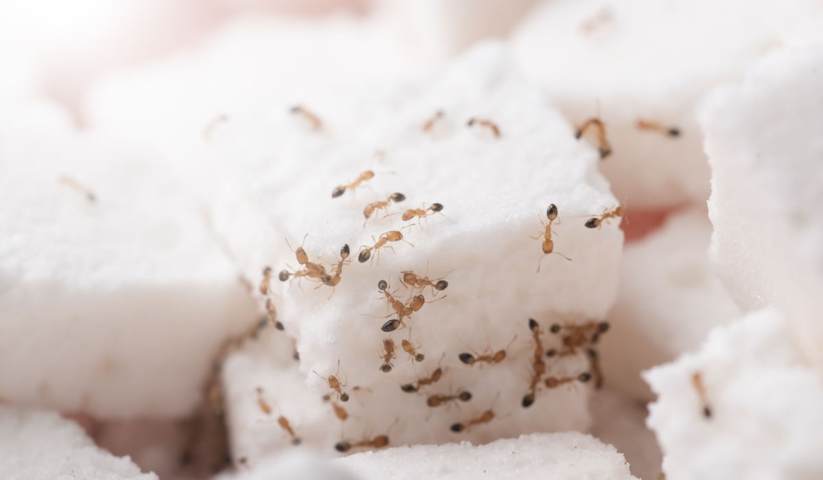 sugar ants on sugar cube
