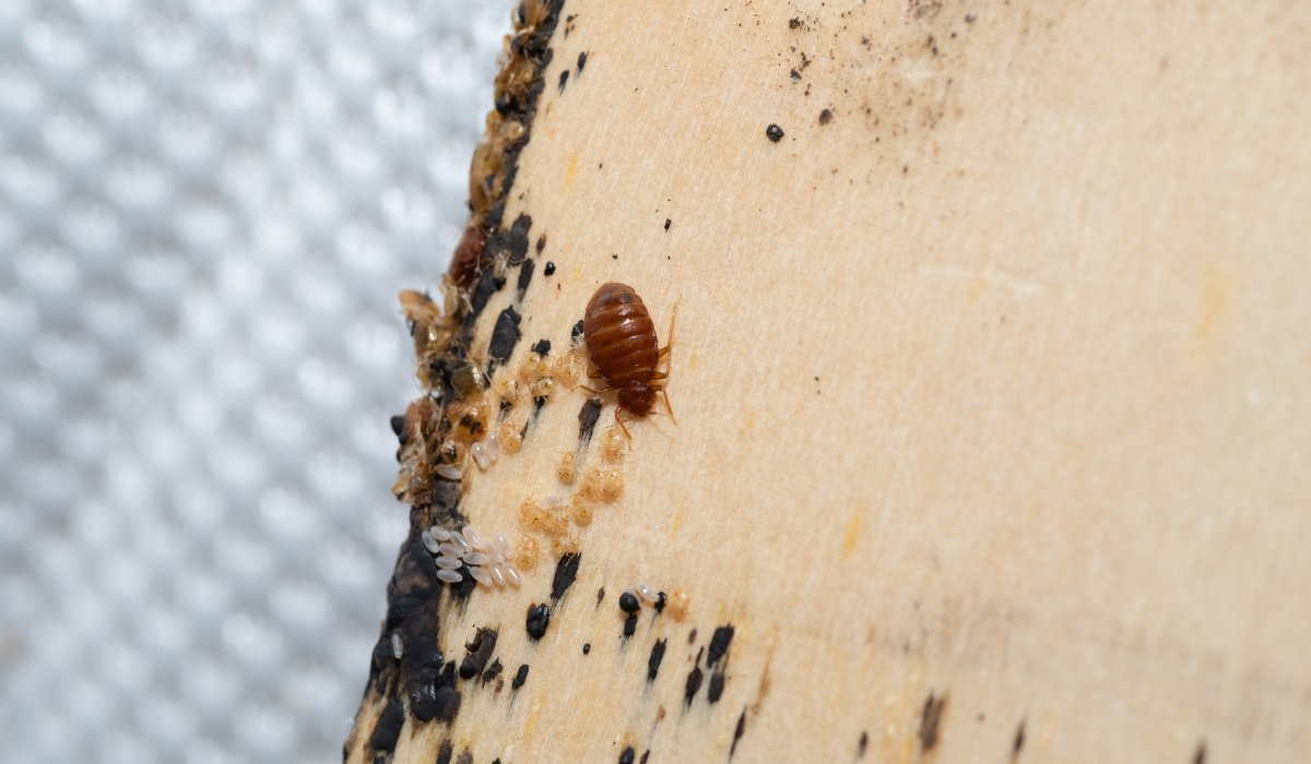 bed bug