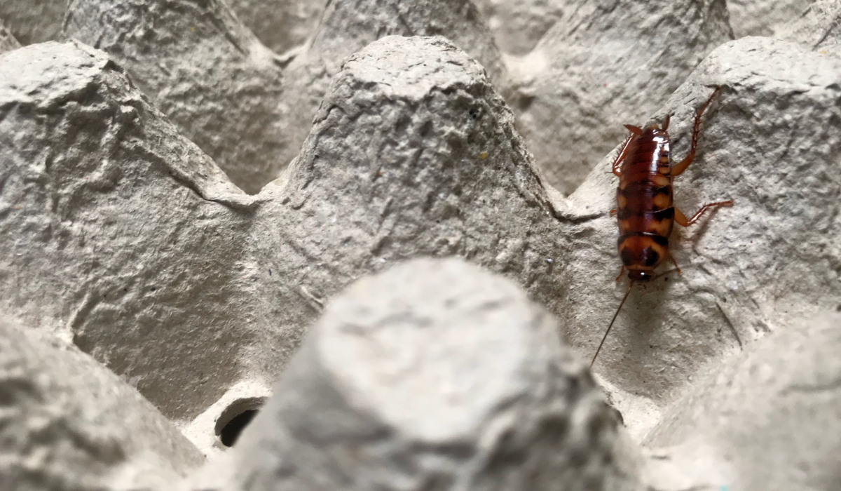 Brownbanded Cockroaches in Florida: Identification \u0026 Treatment | Native  Pest Management, image size:1200x700