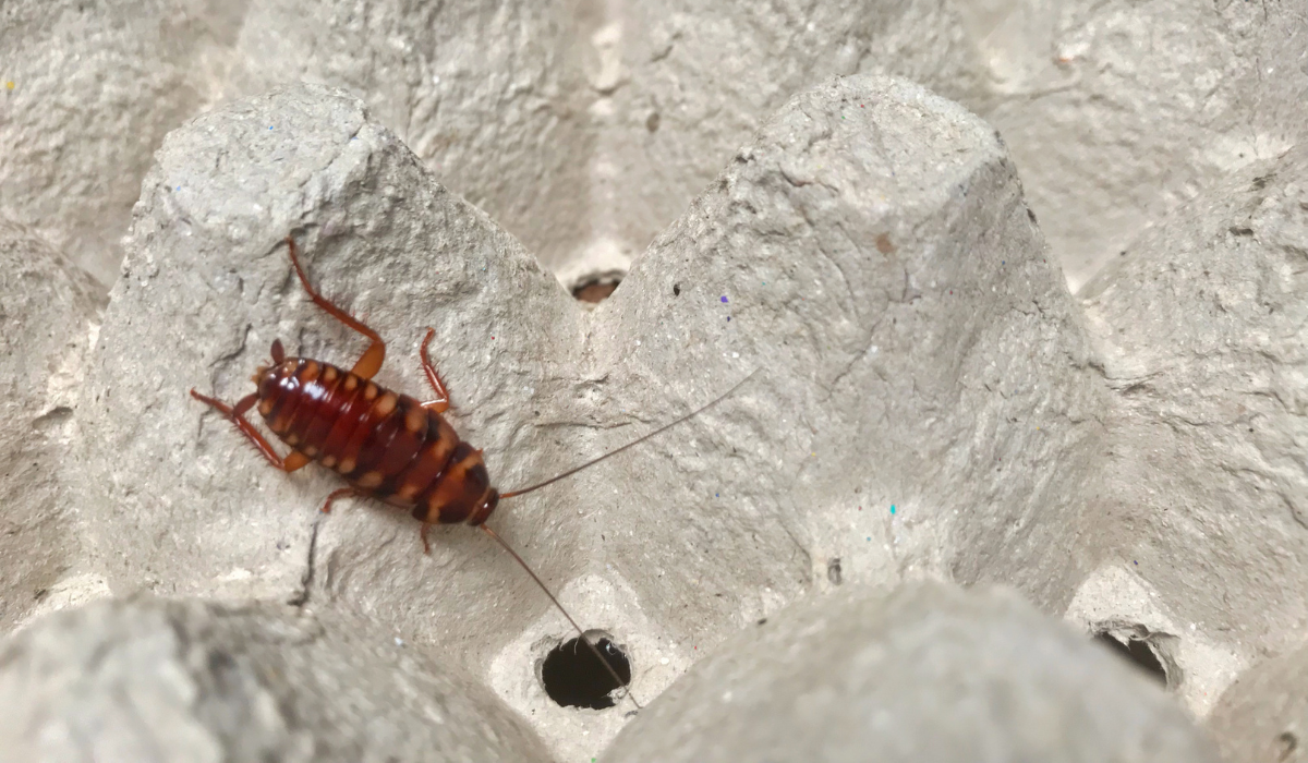 brown-banded cockroach