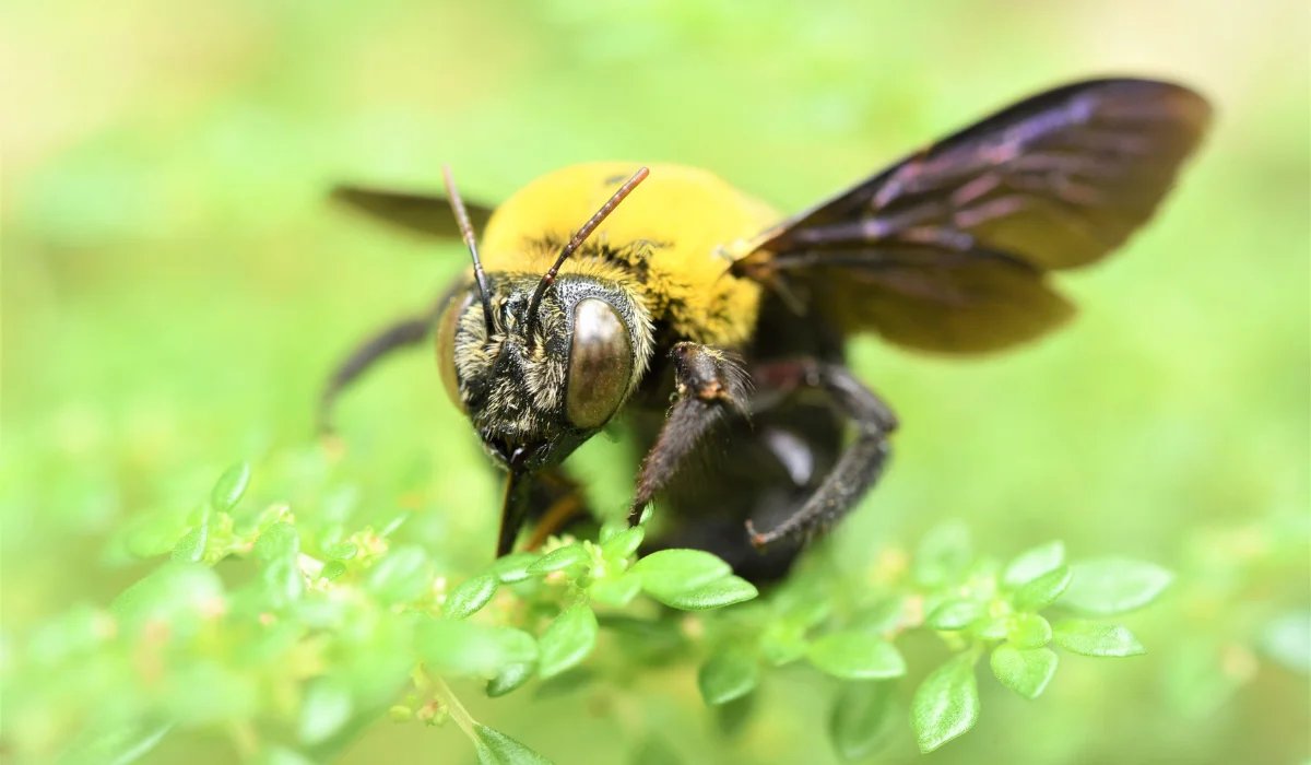 How to Make (and Use) Citrus Spray for Carpenter Bee Control