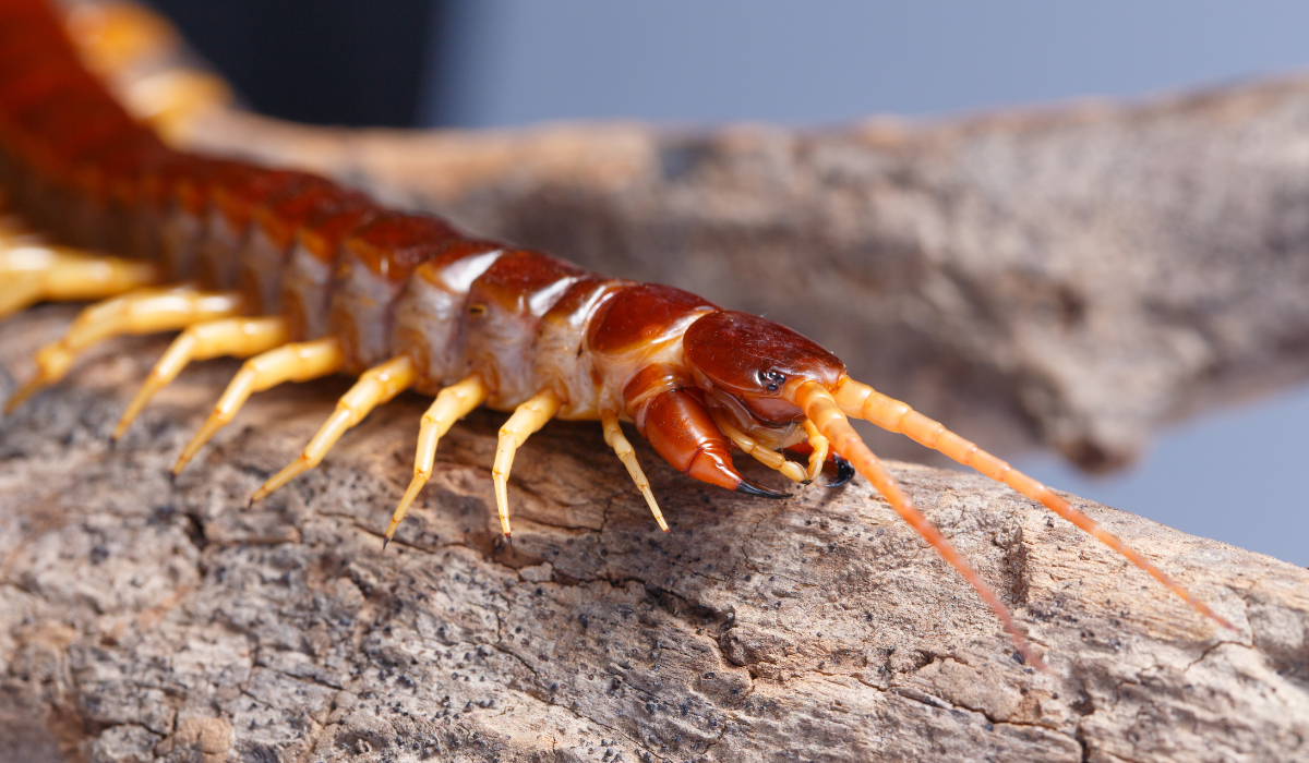 Millipedes vs. Centipedes What’s the Difference? Native Pest Management